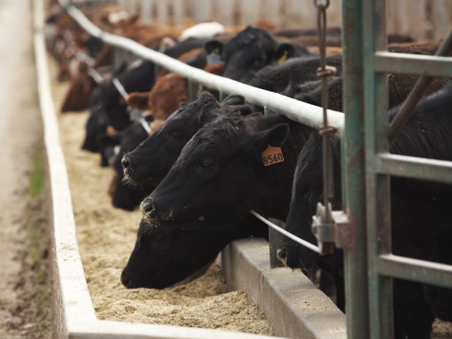 Feed grain price outlook: Expect high cost of gain on Prairies