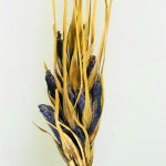 Ergot – low levels cause big problems
