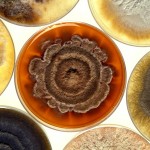 Petri dishes filled with bacteria.