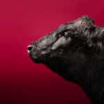 Vet Advice: Update on Guidance 213 for antimicrobials