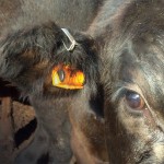 ear tag on a cow