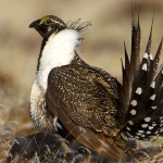 Greater Sage Grouse