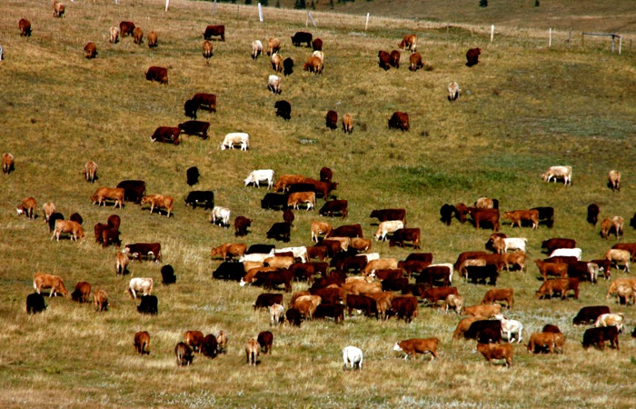 Hot air doesn’t just come from cattle