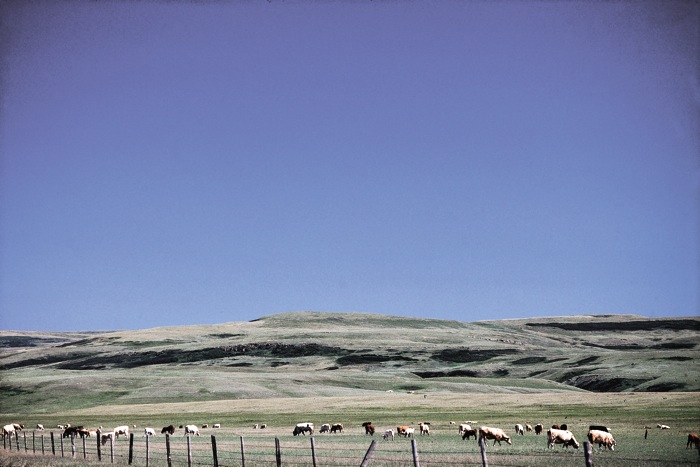 Can cattle be “fattened up” on pasture without grain supplementation?