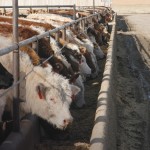 Proving feedlot animal welfare