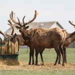 elk at a hay feeder
