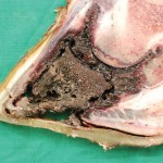 cattle hoof with a bacteria infection