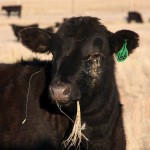 Calf on pasture with an eye problem developing.