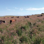 herd of cattle grazing