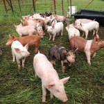 Pasture pigs prove profitable