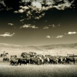 Cattle drives revived