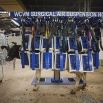 dairy cow on a tilt table