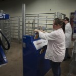 operator at controls of cattle tilt table