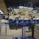 dairy cow on a tilt table