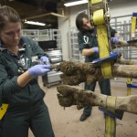 dairy cow being treated on a tilt table