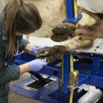 dairy cow being treated on a tilt table