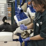 dairy cow being treated on a tilt table