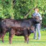 lowline cattle with handler