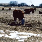 cattle in a field with snow