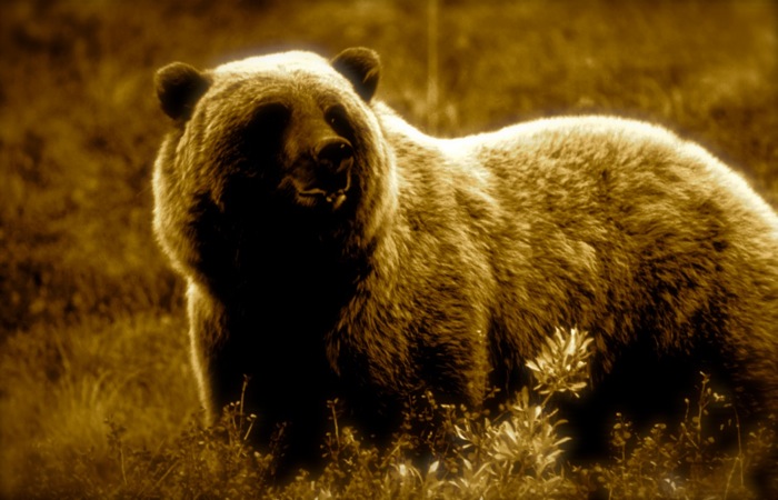 grizzly bear