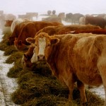 cattle eating hay in the snow