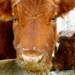 cattle feeding