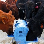 Cattle drinking from a frost-free nose pump.