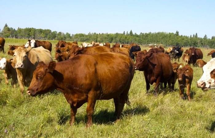 cattle grazing