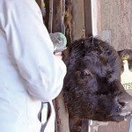 cow