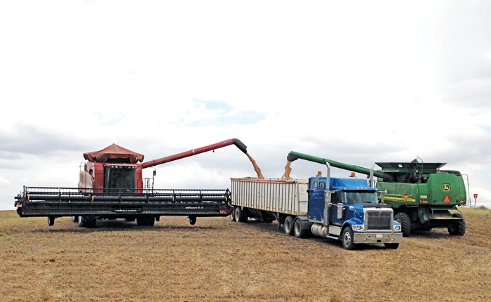 combine emptying grain into a semi trailer