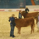 judging cattle at an event