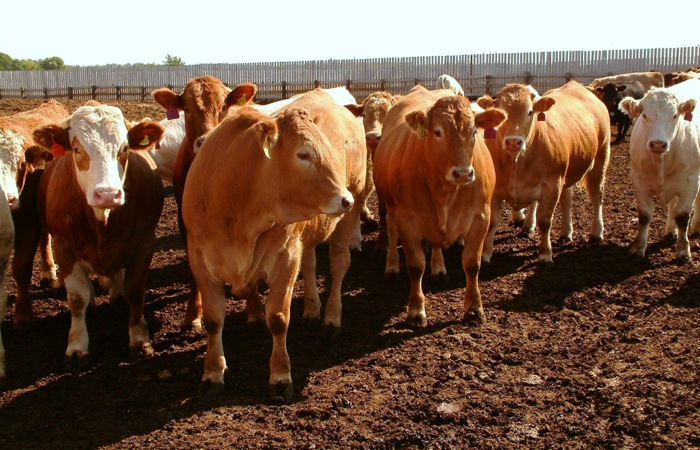 cattle in a feedlot