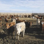 cattle in a feedlot