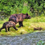a grizzly bear mother and cub