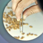 Laboratories can test your grain or forage samples if you suspect mycotoxins are present in your feed.