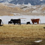 cows and calves in a pasture