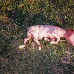 An aborted calf fetus.