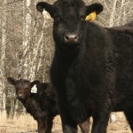 Heavier calves are typically backgrounded over the winter at higher rates of gain and destined for finishing in the spring.