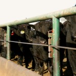 cattle in a feedlot