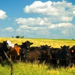cattle on a sunny day in a pasture