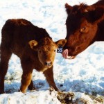 cow and her calf