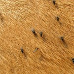 mosquito and flies on an animal
