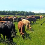 Rotational grazing for beginners