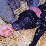 a newborn calf being resuscitated