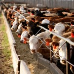 Feeder cattle market stabilizes