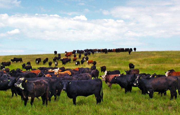 cattle grazing a pasture with blue sky in the background