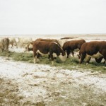 cattle herd in winter