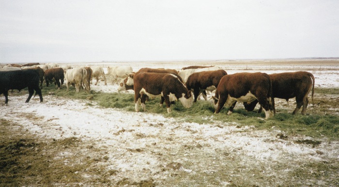 cattle herd in winter