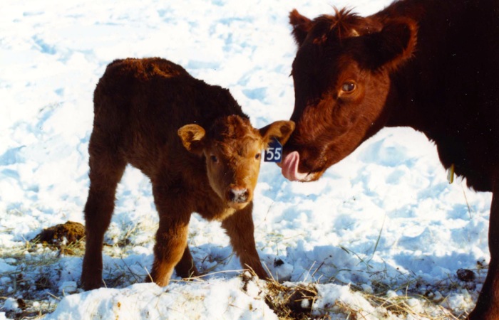 mother cow and calf