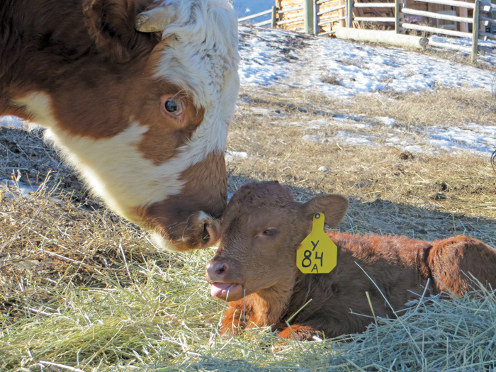 a calf and a mother cow